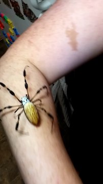 Giant Golden Orb Weaver Spider