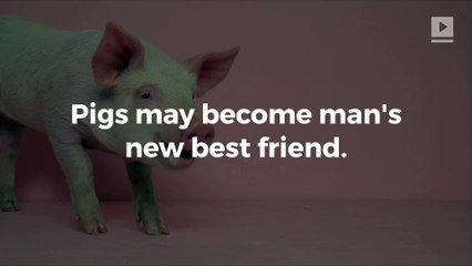 Pig-to-human transplants may soon save thousands