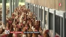 Oeufs contaminés : la réaction tardive des pays touchés par la crise