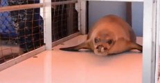 Coast Guard Airlifts Young Monk Seal for Eventual Return to Wild