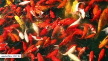 Study: How Goldfish Make Alcohol To Stay Alive In Oxygen-Starved Waters