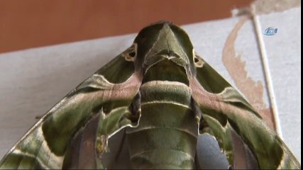 Dünya'da Ender Görülüyor, Türkiye'de Bulundu