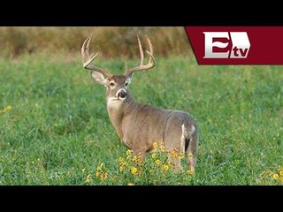 Guanajuato implementa medidas para preservar la especia de venado cola blanca/ Titulares