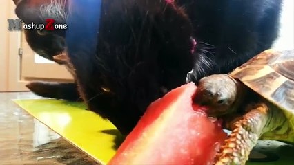 Top 10 Funny Turtle / Tortoise Videos Compilation 2016