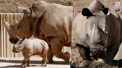 The White Rhino is on the Verge of Extinction