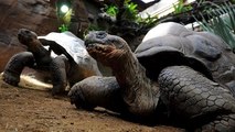The Giant Turtles of the Galapagos Islands