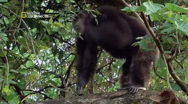 CHIMPANCÉS EN EVOLUCIÓN, CASI HUMANOS - DOCUMENTALES 2017