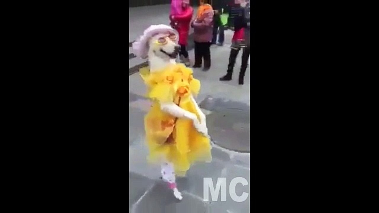Funny Fashion Dog