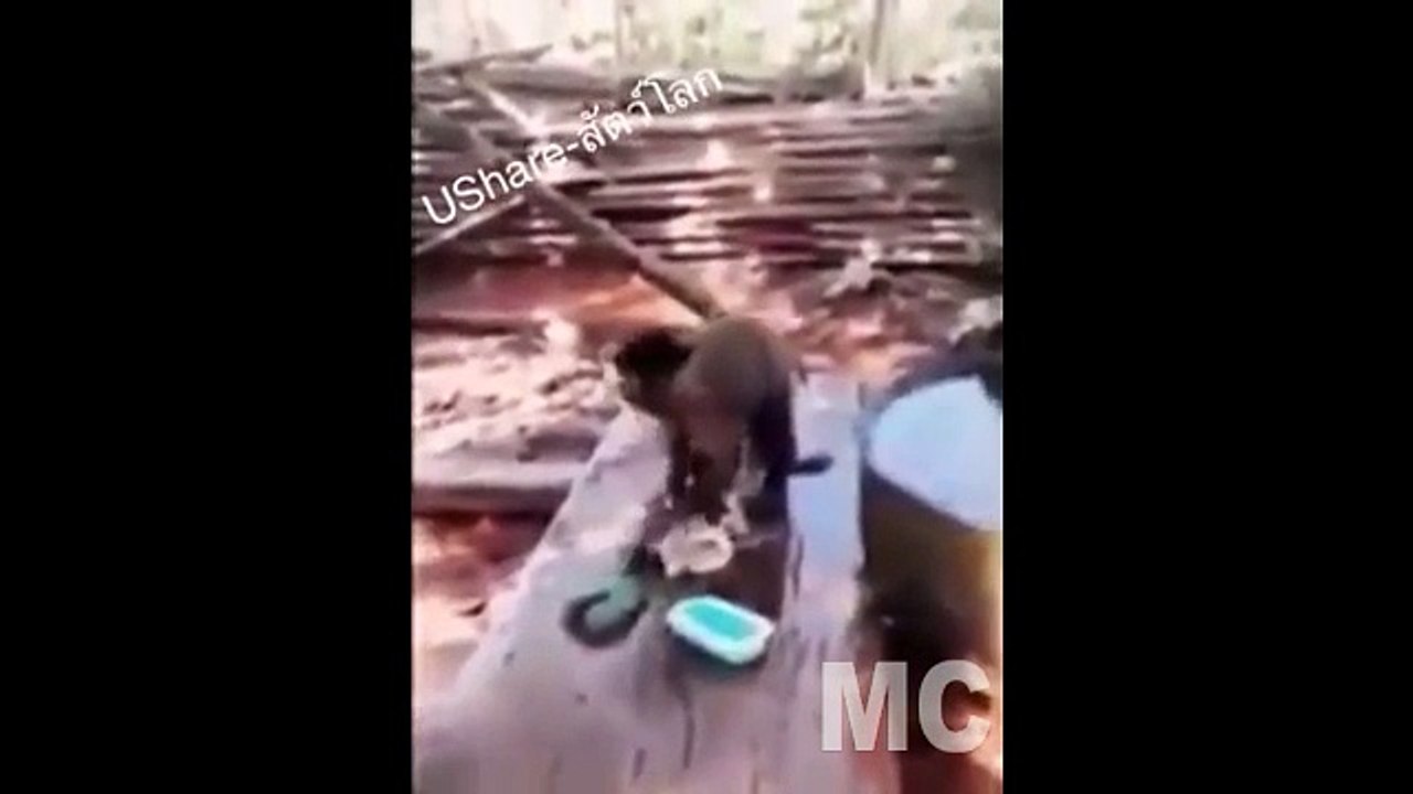 Funny Monkey is washing clothes