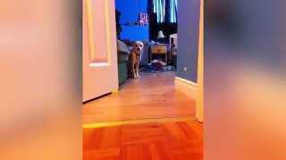 Try Not To Laugh At This Funny Dog Video Compilation - Funny Pet Videos