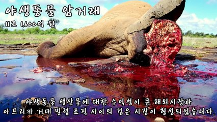 [랭킹 TOP 7] 세계의 불법 범죄 수익 TOP 7 _ 랭킹 TOP 7티비플순위충격동심파괴후방감동실화실제BEST