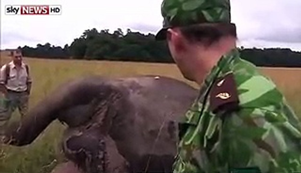 Elephant