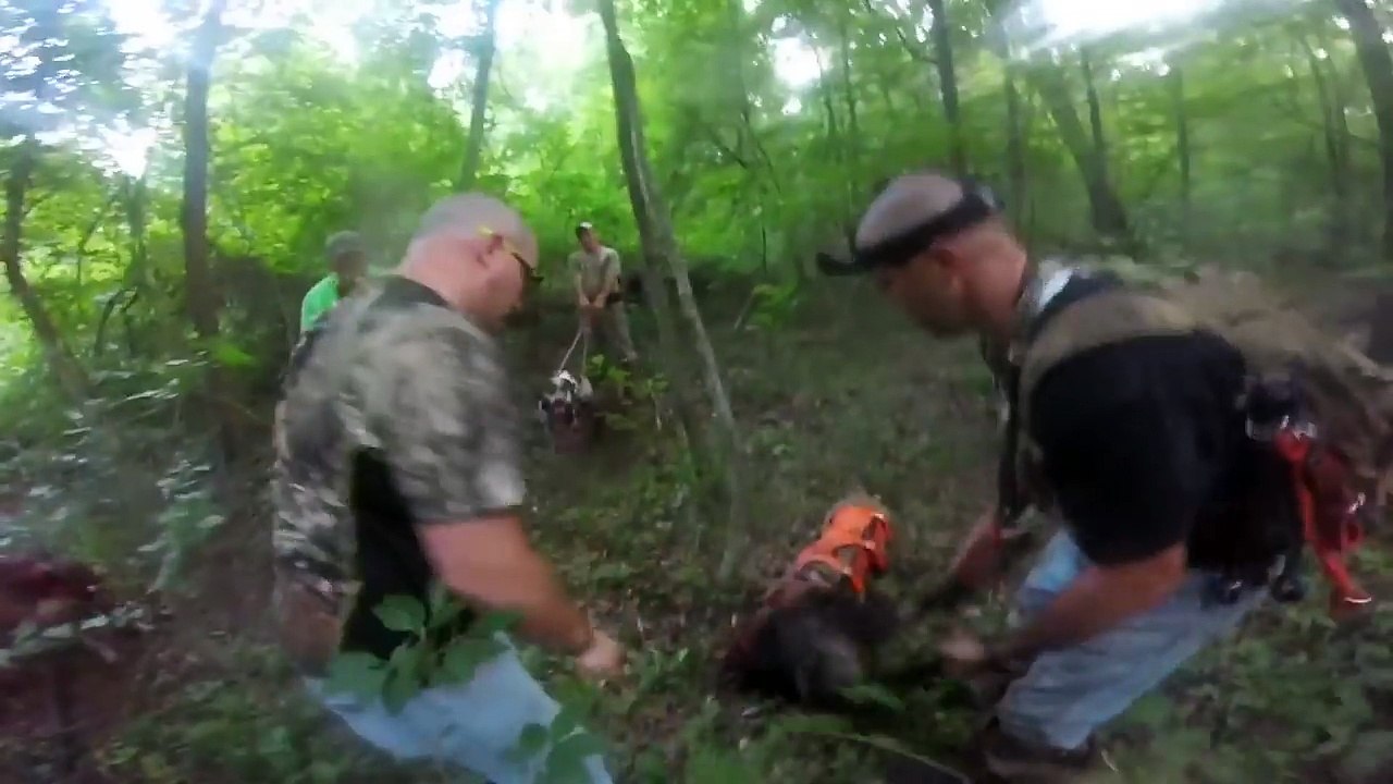 Hog Hunting With Dogs and Knife (10) video Dailymotion