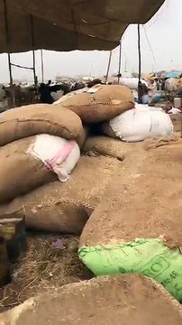 Sohrab Goth Cow Mandi in Morning - Cow Mandi 2017 - Eid ul Azha 2017