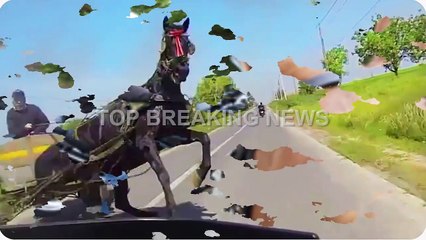 गर्मी से बेहाल घोड़ा चलती कार के AC �