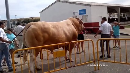 Canlı ağırlığı 1700 kilo