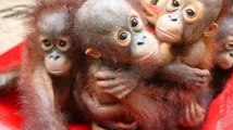 Orangutan Pre-School- Traumatised Baby Ape On Road To Recovery
