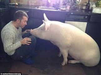 Piggy in the Middle- Couple Live With Huge Boar - Copy