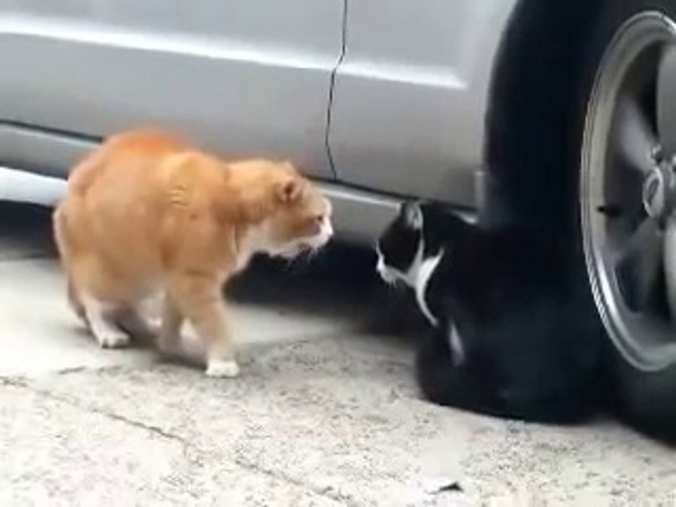 hiburan dan komedi kocak
