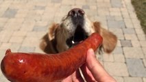 Il apprend à son chien à attraper des saucisses au vol !