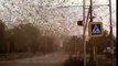 Invasion massive de criquets dans un village en Russie !!