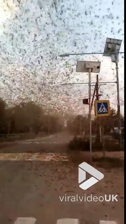 Invasion massive de criquets dans un village en Russie !!