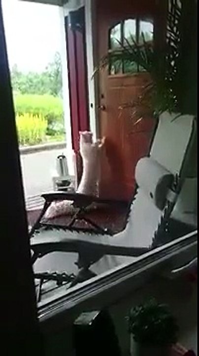 Ce chat réussit à ouvrir la porte pour rentrer dans la maison.. debout sur ses pattes !