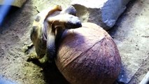Cette tortue prend du plaisir sur... Une noix de COCO !! LOL