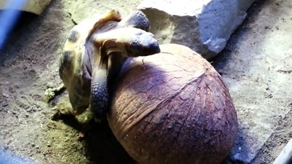 Cette tortue prend du plaisir sur... Une noix de COCO !! LOL