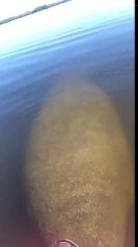 Ce lamantin géant vient voir des pêcheurs en Canoe Kayak !