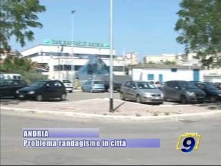 ANDRIA. Problema randagismo in citta'