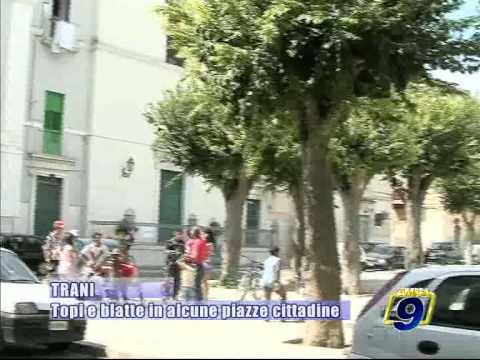 TRANI. Topi e blatte in alcune piazze cittadine