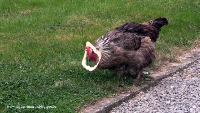 Cette poule débile lutte avec une tranche de pain de mie trouée..