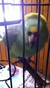 Parrot crying like a baby
