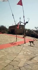 Temple where Monkey ring the bells during the aarti
