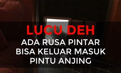 Ada Rusa Pintar Bisa Keluar Masuk Pintu Anjing