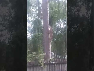 Large Wild Cat Chills by the Pool in Florida