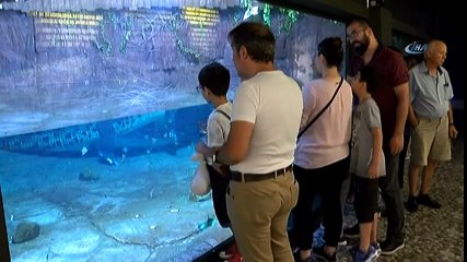 Bu Timsahlar Ayda 50 Kilo Tavuk Yiyor