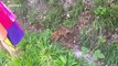 Passing motorists rescue deer fawn from roadside