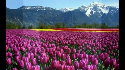 Αποφραξεις - Απολυμάνσεις Σούνιο – 2294028060 – Apofraχeis - Apolimanseis Sounio