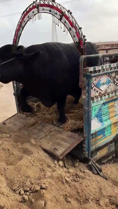 Bhensa Unloading in Everest Mandi 2017 - Cow Mandi 2017 - Eid ul Azha 2017