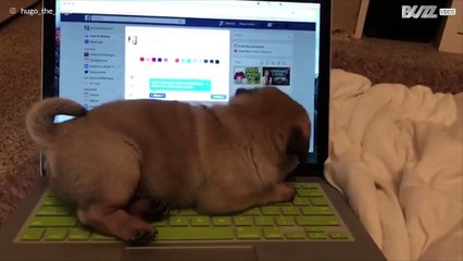 This dog can't get enough of the keyboard