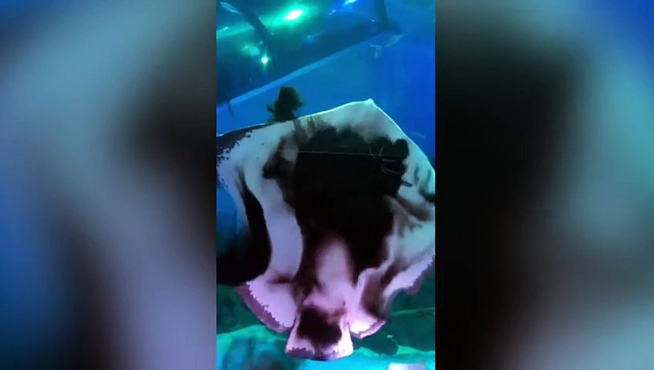 MANTA HAMBRIENTA SE COME UN CALAMAR EN SEGUNDOS