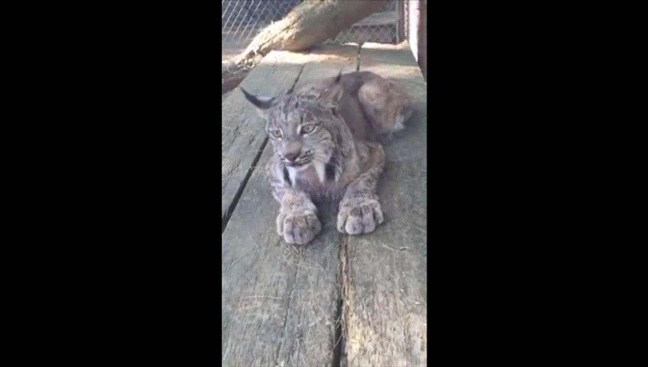 LINCE MAULLA IGUAL QUE UN GATITO