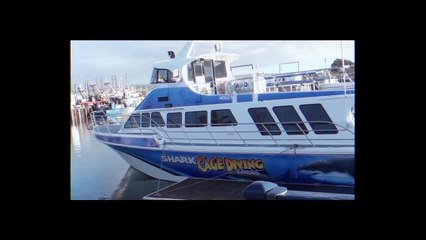 OPEN WATER 3 CAGE DIVE - News report
