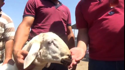 'Muhittin' Şekerli Çay Tiryakisi