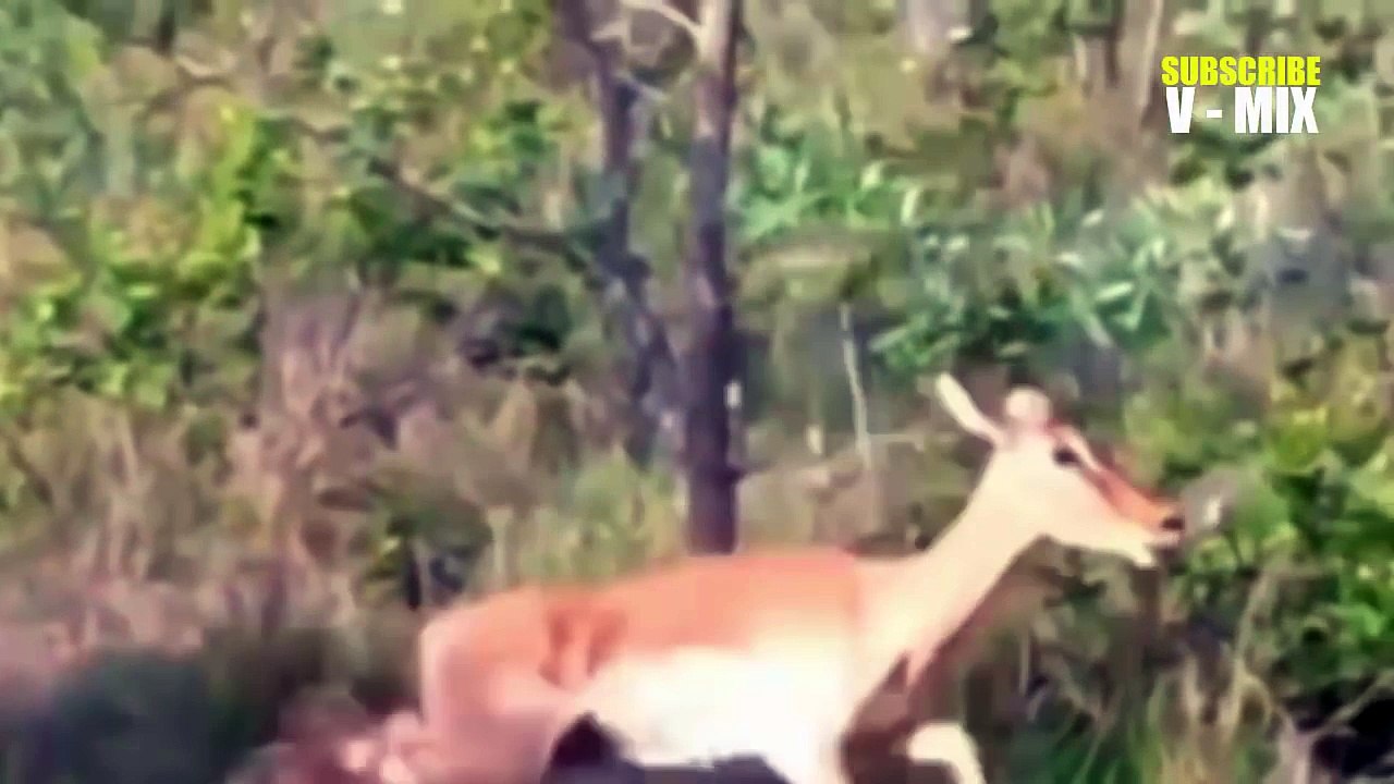 Animals Attack Real Fight Animals Compilation - HD