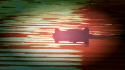 Recorded Best 20 Animal Attacks (Wild Attack Documentary)