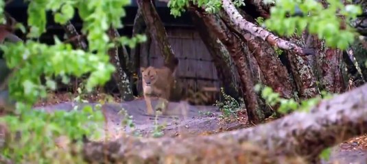 Documentary Lion vs Buffalo - Wild Discovery Animals Attack HD 720p