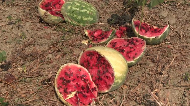 Kalbet shalqiri, shkak çmimi i ulët dhe mungesa e tregut - Top Channel Albania - News - Lajme